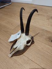 Gamsbock Schädel mit Hörnern