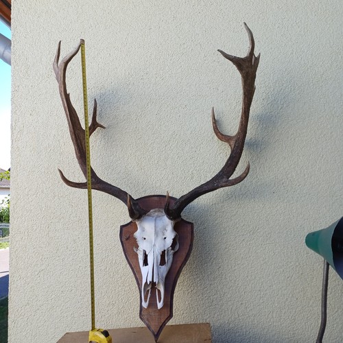 Damhirsch trophäe - damhirsch,