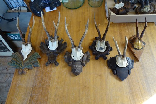 Rehbock jagd jagdtrophäe - rehbock,