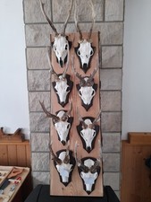 Rehgehörne aus Nachlaß