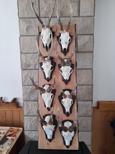 Rehgehörne aus nachlaß - rehgehörne,