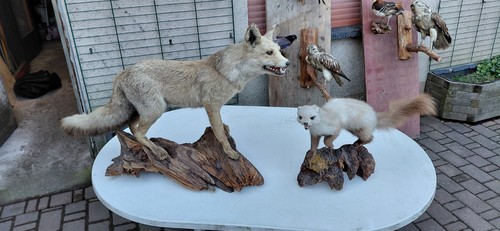 Kuscheltiere - ,