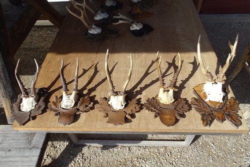 Rehbock jagd jagdtrophäe - jagd, 5x