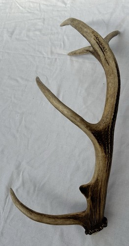 Geweih abwurfstange bock reh - abwurfstange,