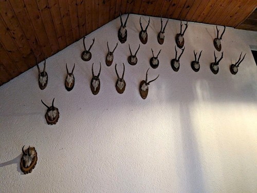 Rehbock trophäen verschiende - rehbock,