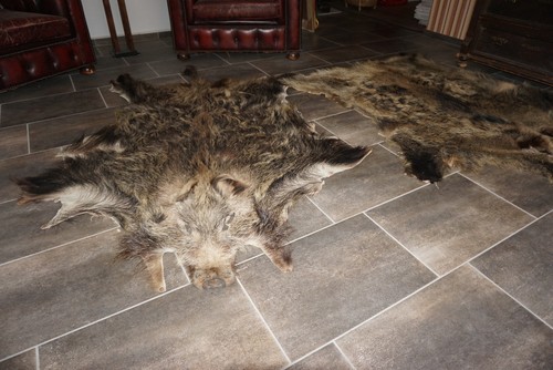Wildschwein schwarte fell - wildschwein,