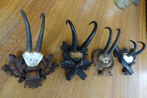 Gams gämse gambs jagd - gams, 4x