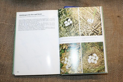 Fach vogelkunde beobachtung - vogelkunde,