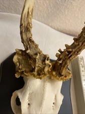 Abnorm Geweih Gehörn Rehbock