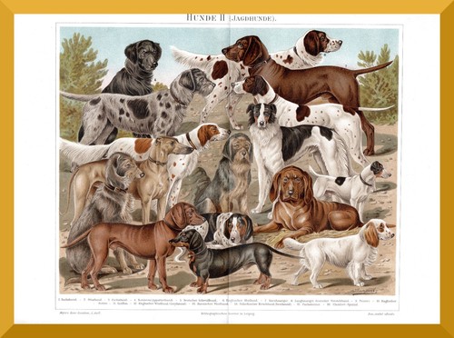 Jagdhunde 130 jahre - jagdhunde, +130